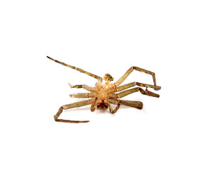 Dead spider isolated on white background