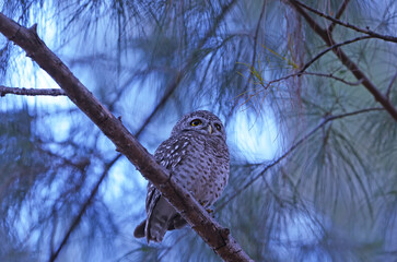 Beautiful Spotted Owlet (Athene brama) on a branch, in nature