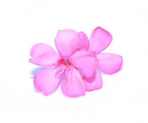 Beautiful Pink Sweet oleander, Rose bay, Oleander isolated on white background