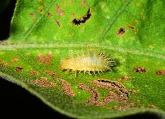 Caterpillars eating the leaves.