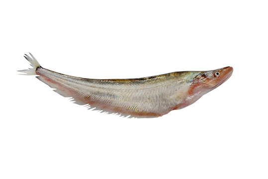 Sheatfish isolated on white background