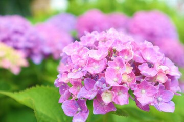lily purple hydrangea