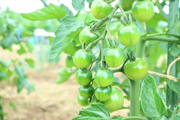 オーガニックなミニトマト　家庭栽培　畑