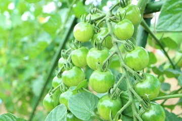 lush mini tomato  organic farming