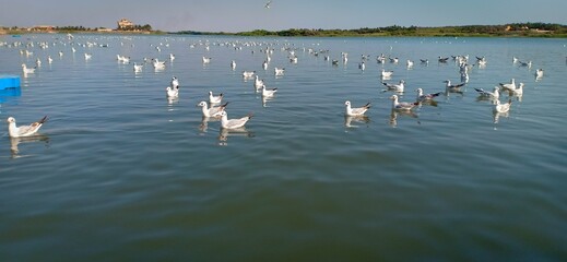 Obraz premium group of seagull floating inn the water