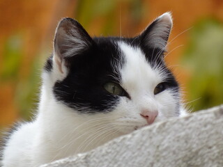 [Spain] Profile of a Black and white bicolor cat (Granada)
