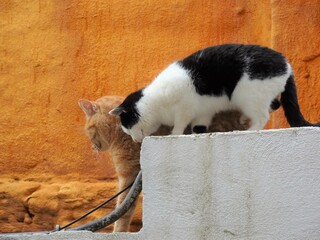 [Spain] Black and white bicolor cat and red tabby cat walking on the fence (Granada)