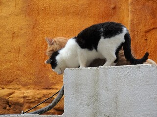 [Spain] Black and white bicolor cat and red tabby cat walking on the fence (Granada)