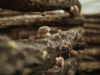 Tokyo, Japan - March 18, 2022: Closeup of log-grown or bed log cultivation shiitake mushroom

