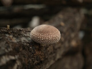 Tokyo, Japan - March 18, 2022: Closeup of log-grown or bed log cultivation shiitake mushroom
