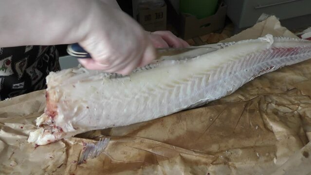 cook cleans raw cod fish with a knife 