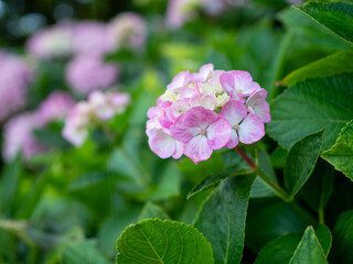 Fototapeta premium 紫陽花