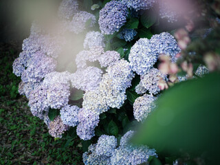 紫陽花