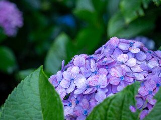 紫陽花