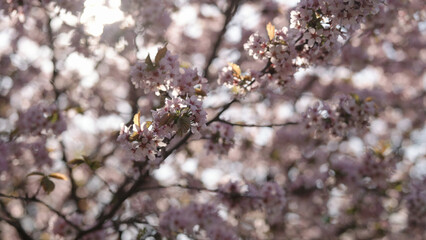 closeup of sakura cherry blossom in spring