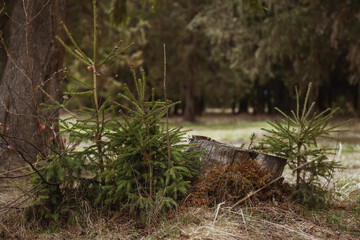 Spring landscape with tree stump and young fir trees 