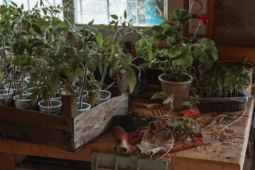 Planting season in the village. Seedlings of tomatoes on the windowsill. Early spring 