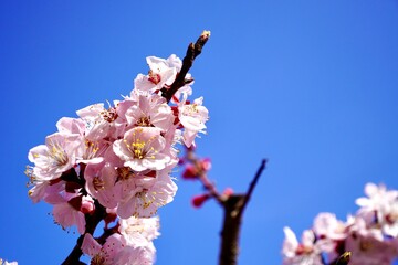 Beautiful cherry blossoms blooming in Japan