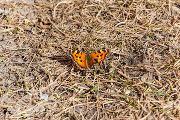 Fototapeta na wymiar At the end of spring March, butterflies appeared