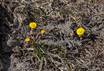 At the end of spring March, yellow flowers appeared