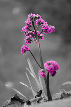 flowers in the garden