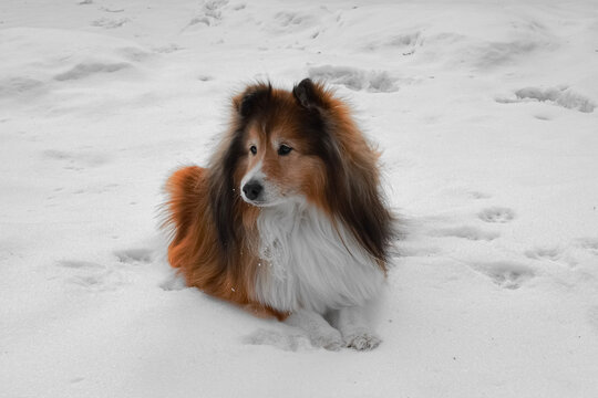 dog in snow