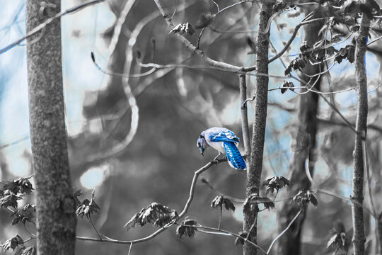 snow covered branches