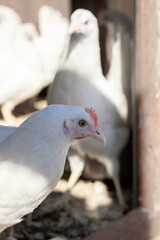 Broiler chiken on farm