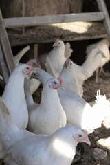 Group of healthy broiler chicken in poultry