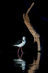 Pied Stilt