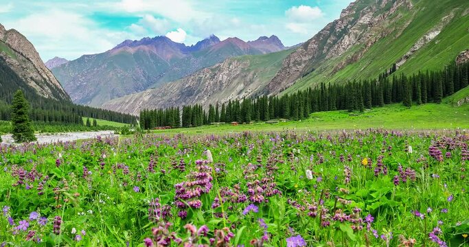 Beautiful flowers and magnificent mountain natural landscape in Xinjiang, China. Beautiful grassland scenery in spring season.
