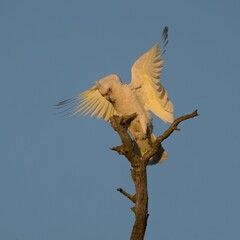 Little Corella