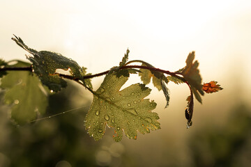 A branch of a bush with dew drops on the leaves against the backdrop of the rising sun on a summer morning.
