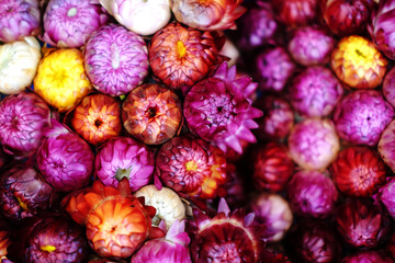 Closed up colorful Blooming Helichrysum bracteatum Willdflowers or Straw flower, Everlasting flowers background