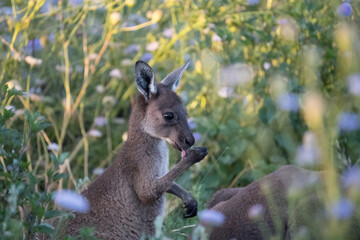 kangaroo in the grass