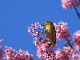 満開のオカメザクラの蜜を吸いに来たメジロ