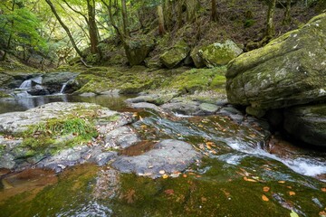 苔むした岩に囲まれた滝と落ち葉のコラボ情景＠赤目四十八滝、三重