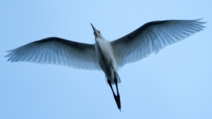 Little Egret in flight