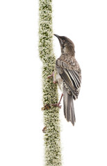 sparrow on a white background