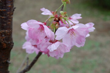 満開の陽光桜の枝
