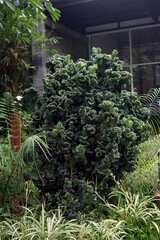 Euphorbia lactea cristata tree, Euphorbia crested, mother tree, desert plant thrives in backyard...
