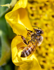bee on yellow flower