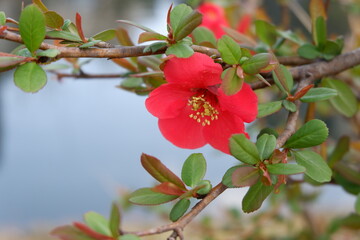 川辺の赤い花