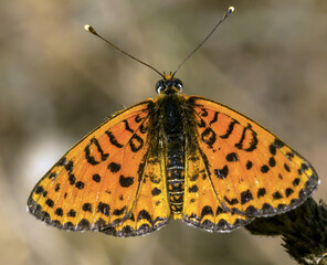 butterfly on a leaf
