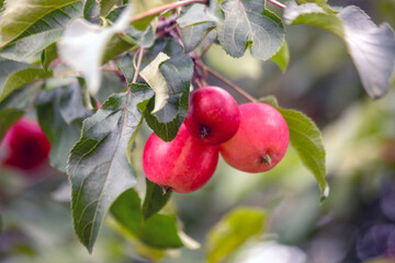 Ripe red apples on a branch among green leaves. Orchard. Healthy food, vitamins, antioxidants.