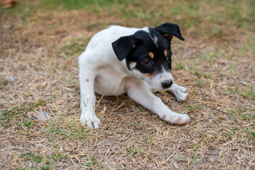 Black and white puppy , blurred background with copy space.