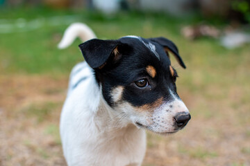 Black and white puppy , blurred background with copy space.