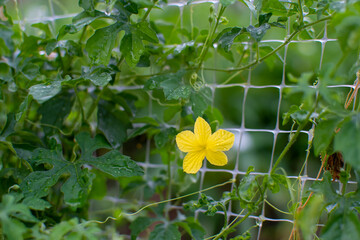 yellow flower in the garden