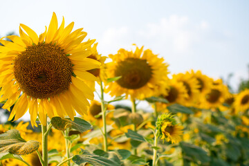 Sunflower field in the bright sky