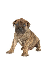 bullmastiff puppy isolated on white background 